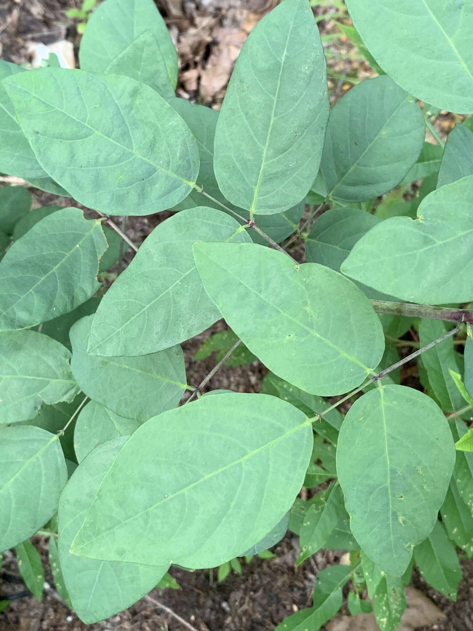 Imagem de Desmodium laevigatum (Nutt.) DC.