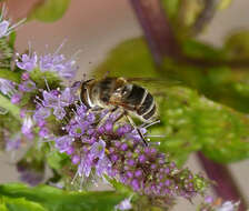 Image of Syrphid fly