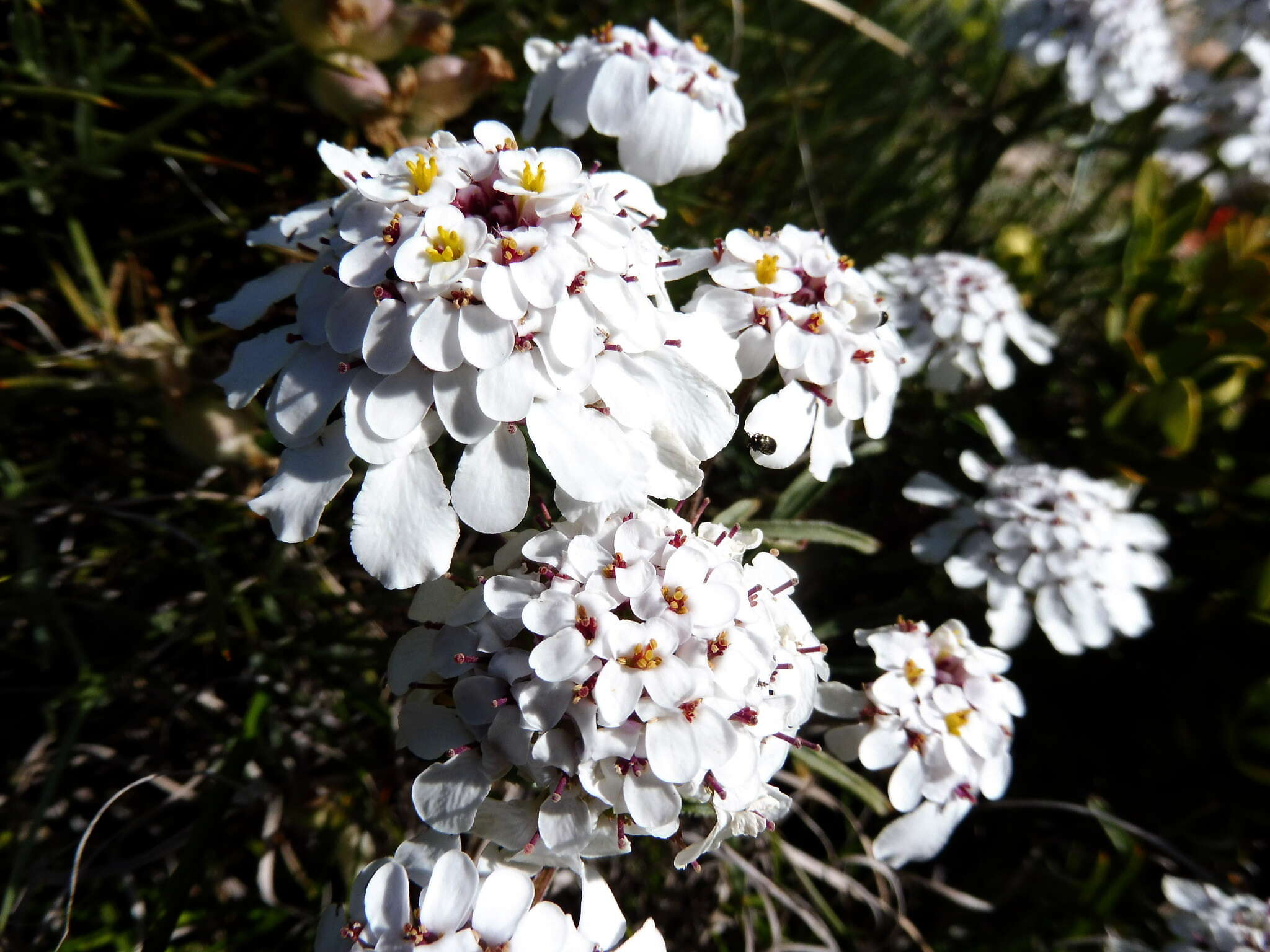 Imagem de Iberis sempervirens L.