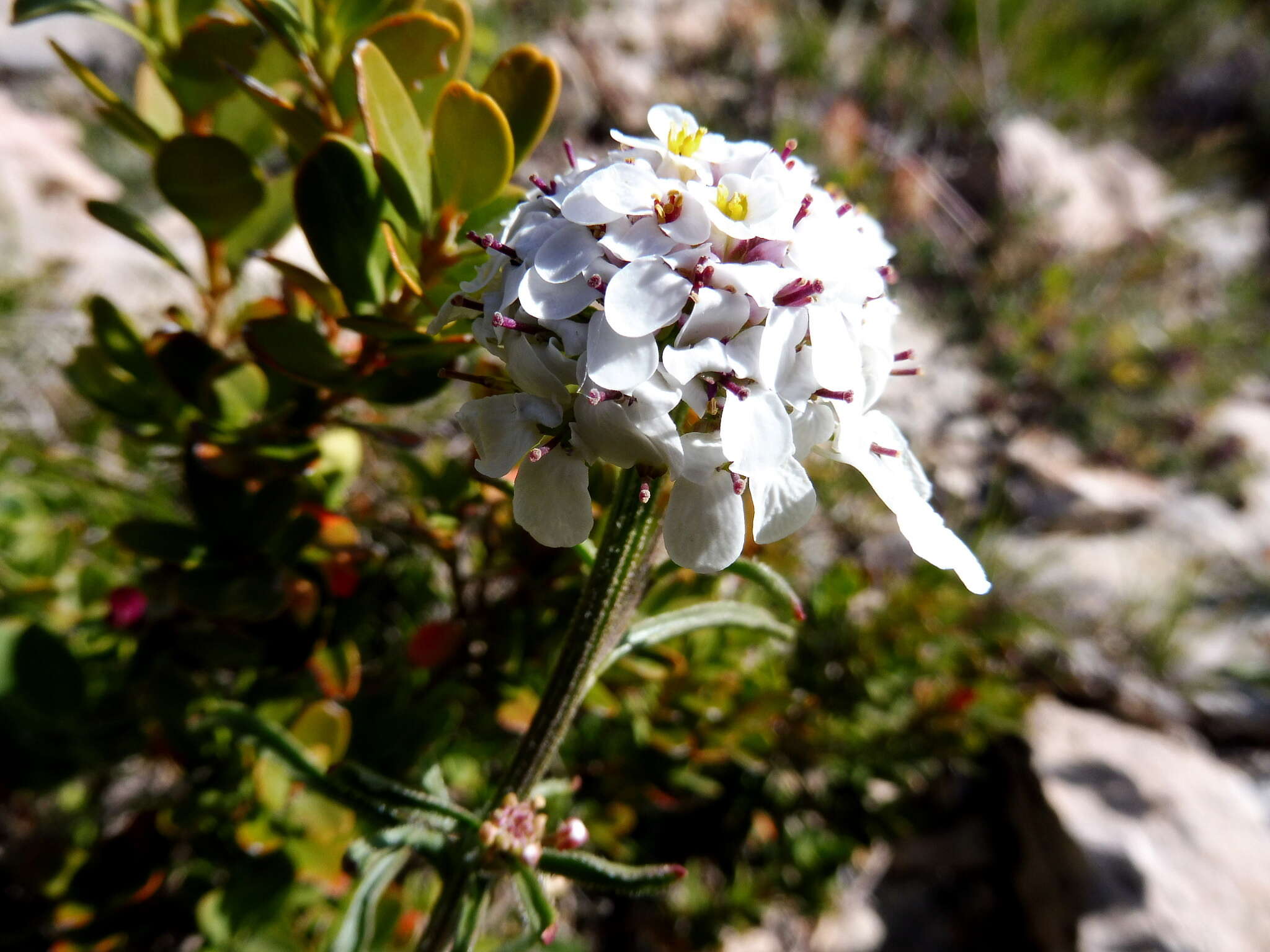 Plancia ëd Iberis sempervirens L.