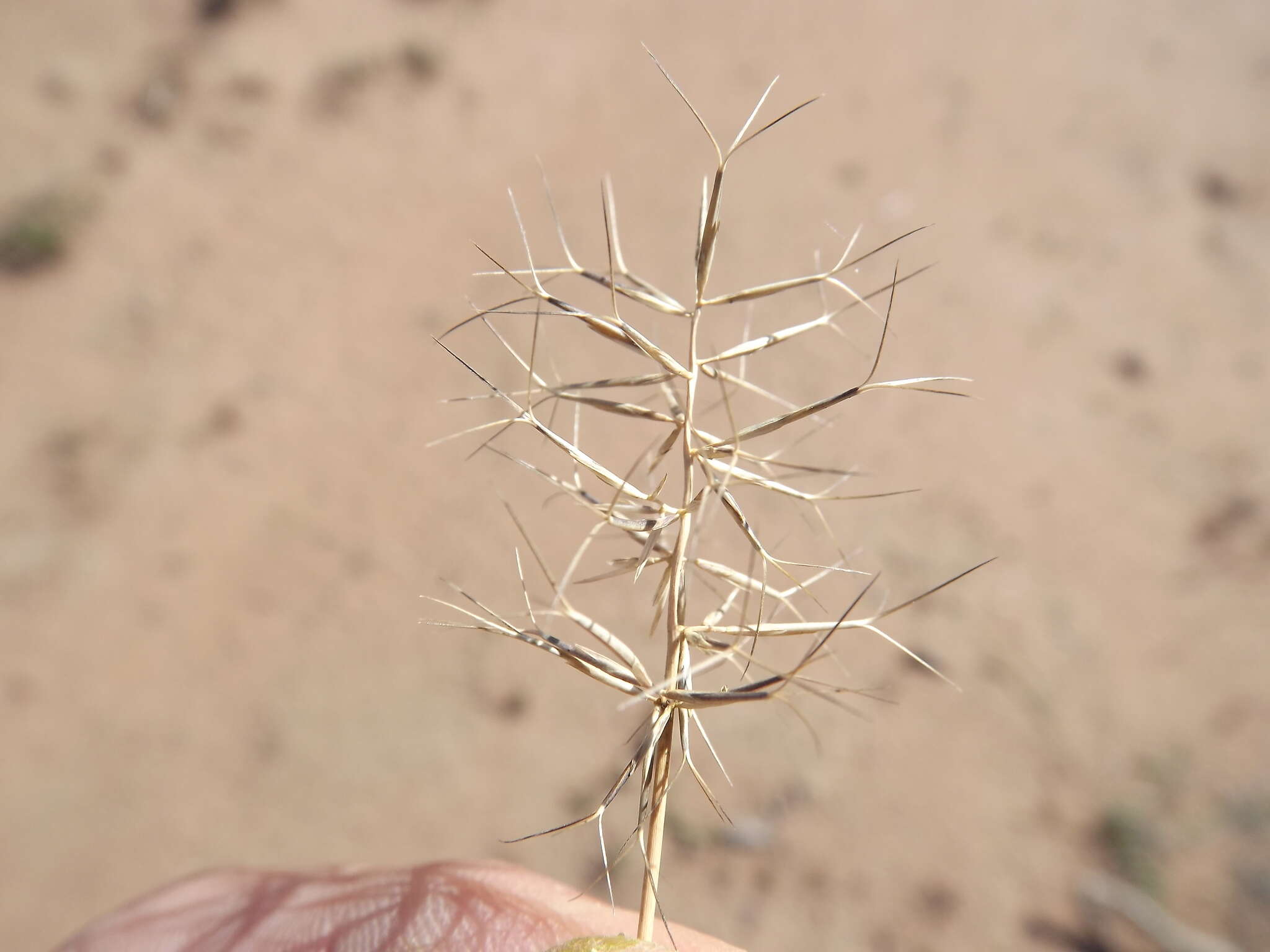 Imagem de Aristida caput-medusae Domin