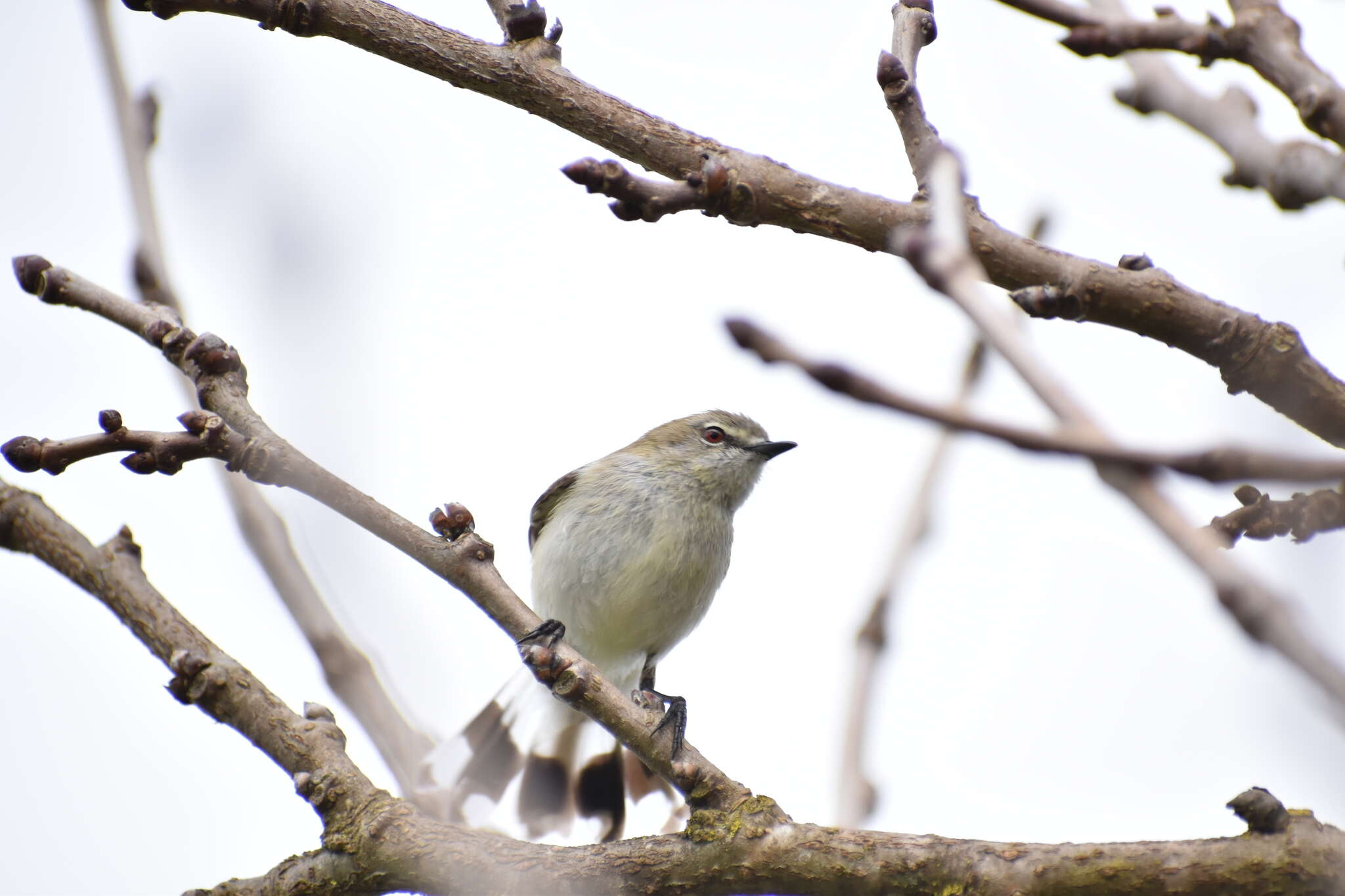 Слика од Gerygone fusca (Gould 1838)