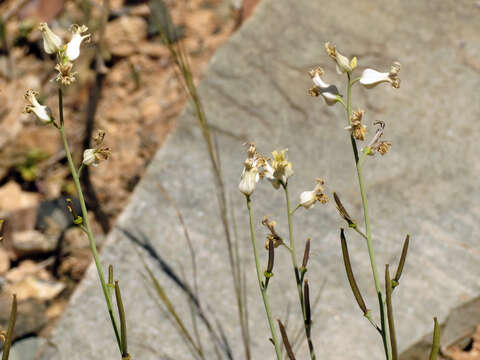 Sivun Streptanthus carinatus C. Wright kuva