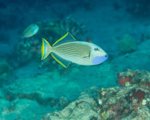 Image of Gilded triggerfish