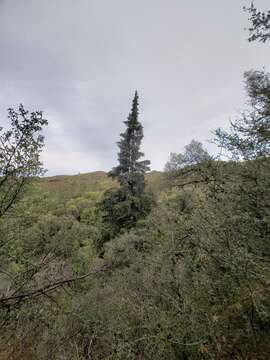 Image of Bristlecone Fir