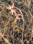 Image of Hesperantha longicollis Baker