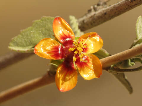 Imagem de Abutilon incanum (Link) Sweet