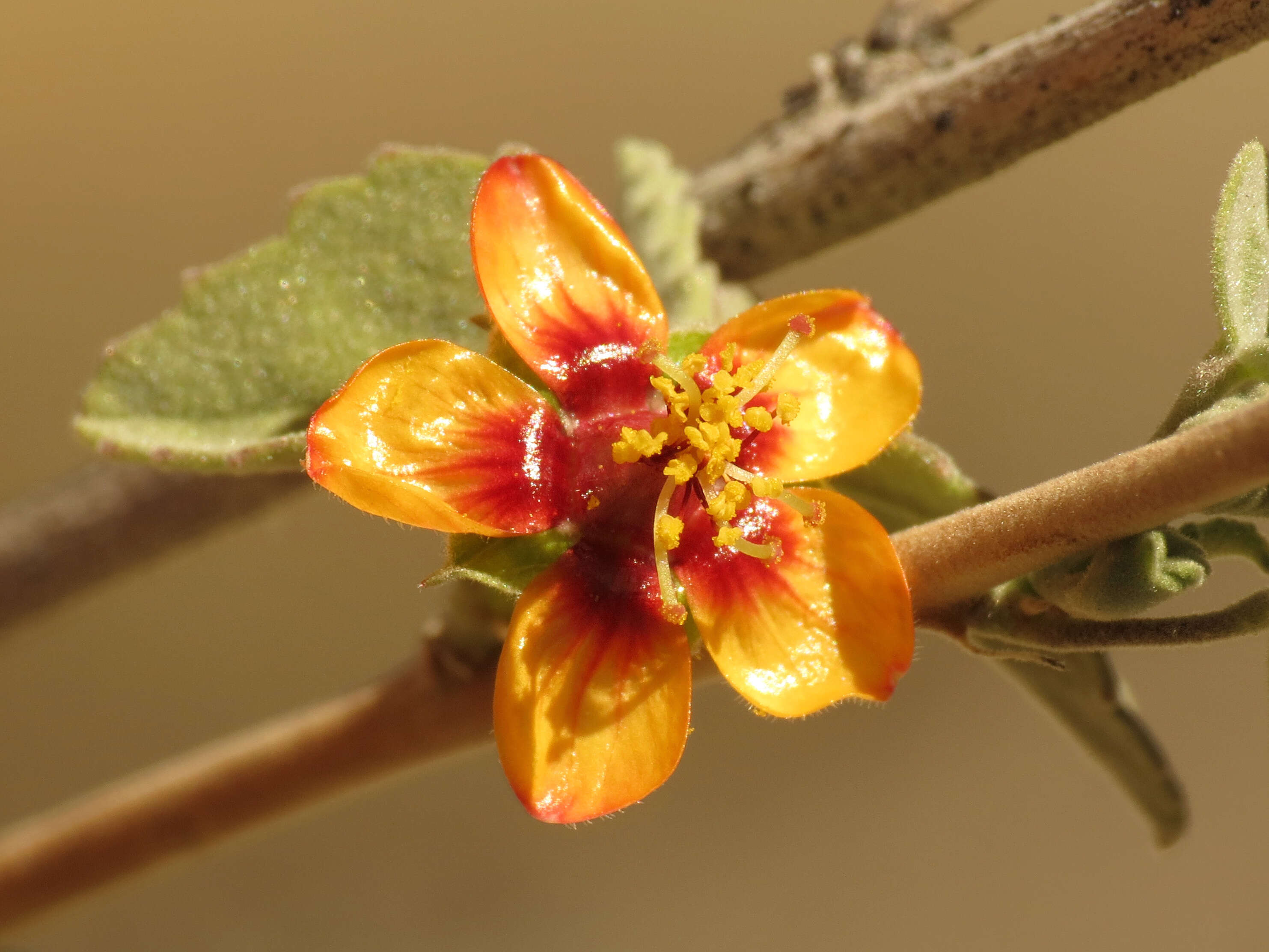 Imagem de Abutilon incanum (Link) Sweet