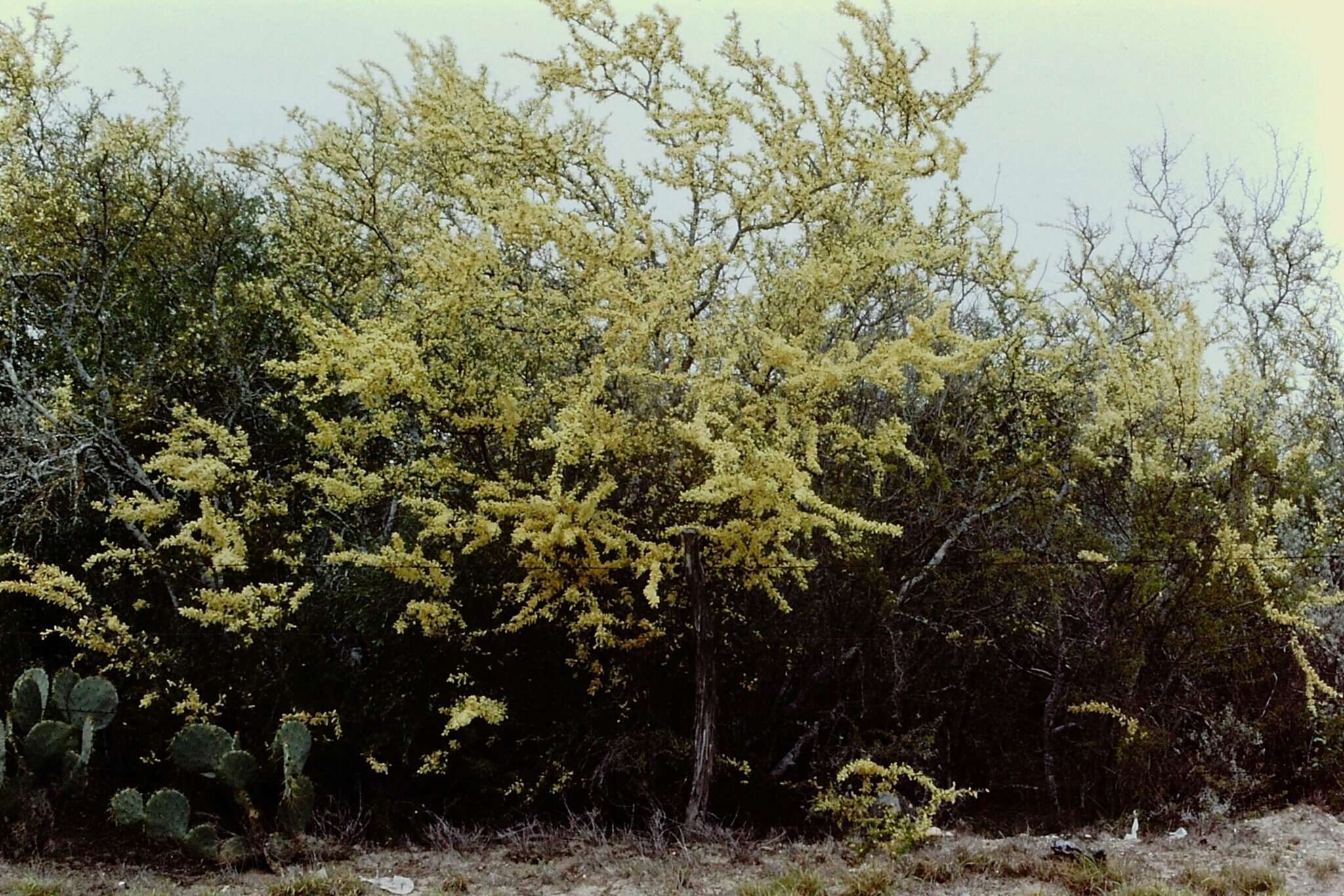 Image of blackbrush acacia