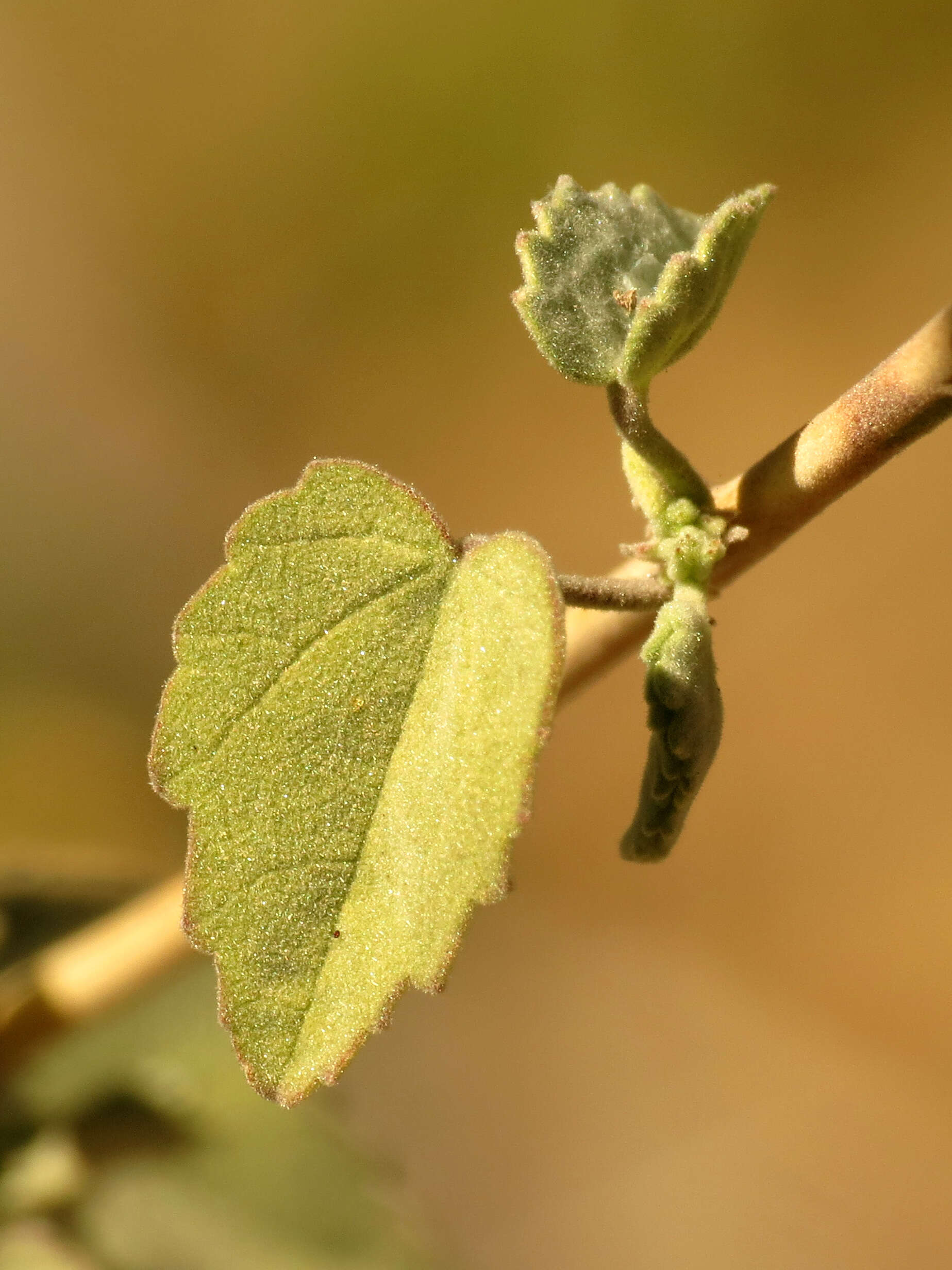 Imagem de Abutilon incanum (Link) Sweet