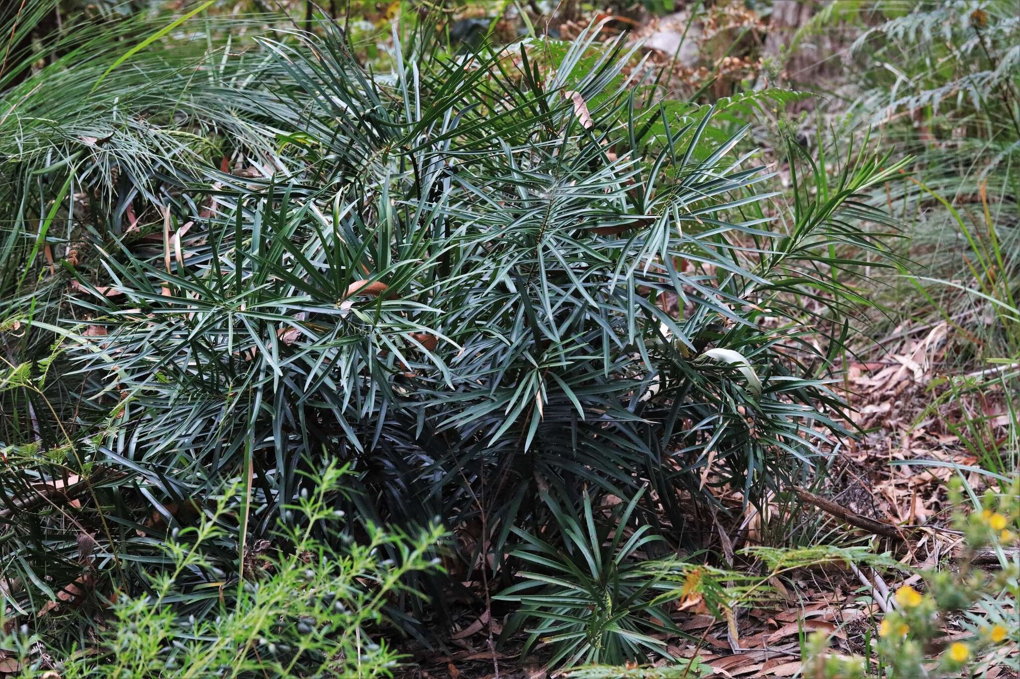 Image of Macrozamia fawcettii C. Moore