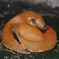 Image of Spanish slug