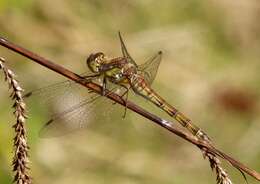 Image of Common Darter