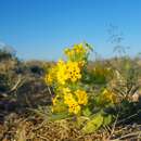 Image de Arnebia guttata Bunge