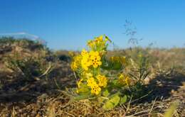 Image de Arnebia guttata Bunge