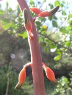 Image of Gasteria disticha (L.) Haw.