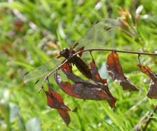 Image of Broad-bodied chaser