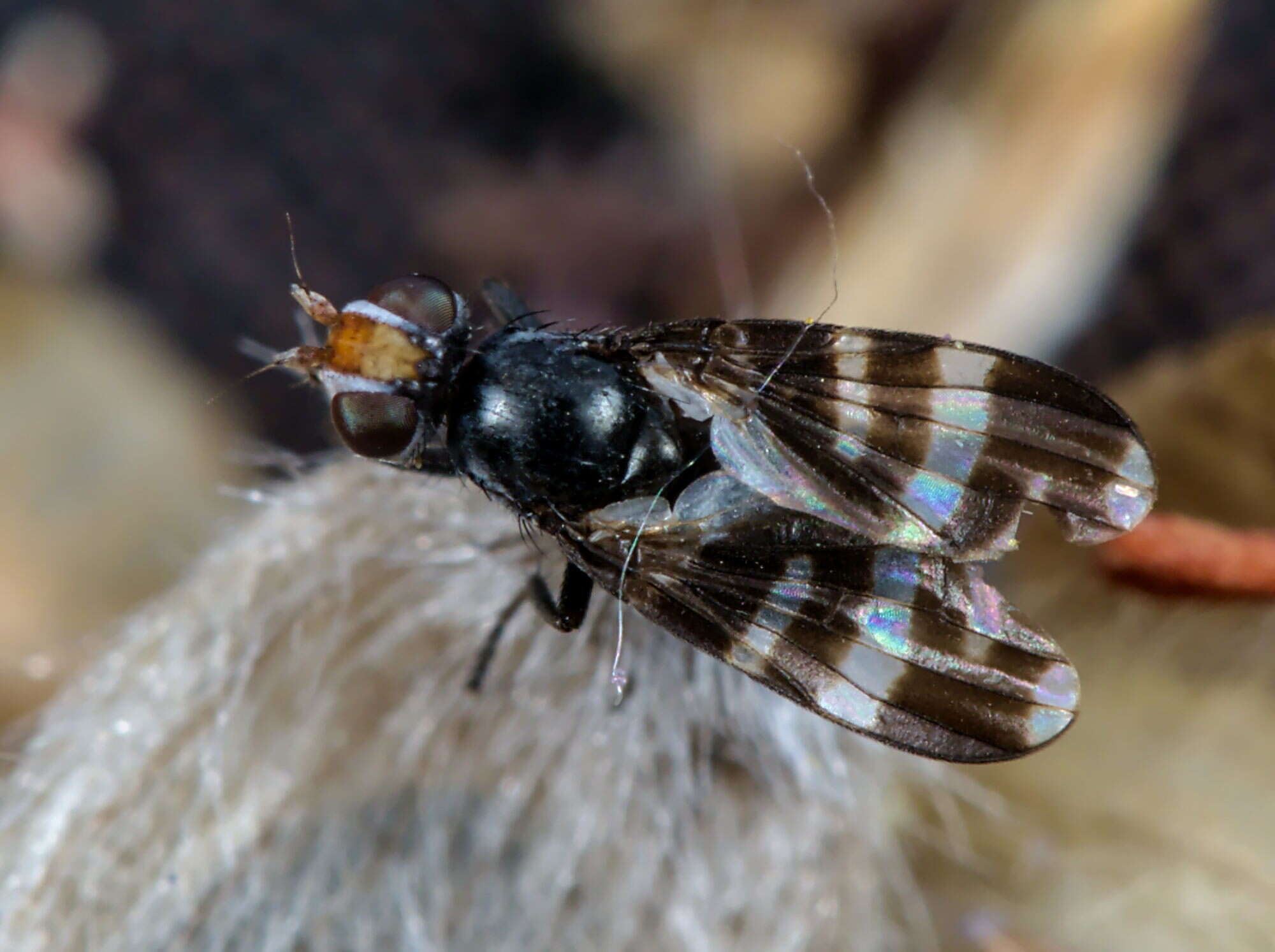 Image of Herina frondescentiae (Linnaeus 1758)