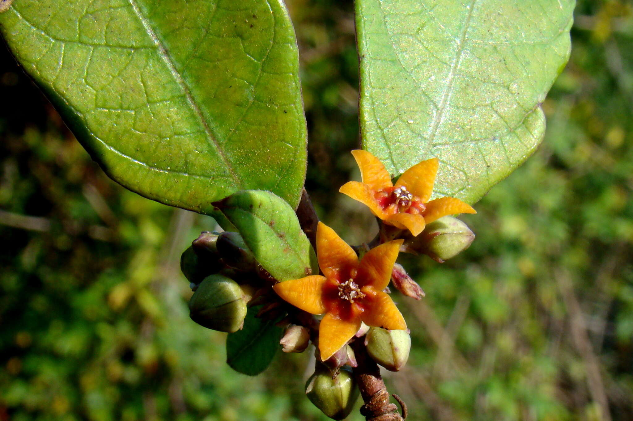 صورة Hemidesmus indicus (L.) R. Br.