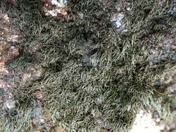 Image of Waterside rockshag lichen