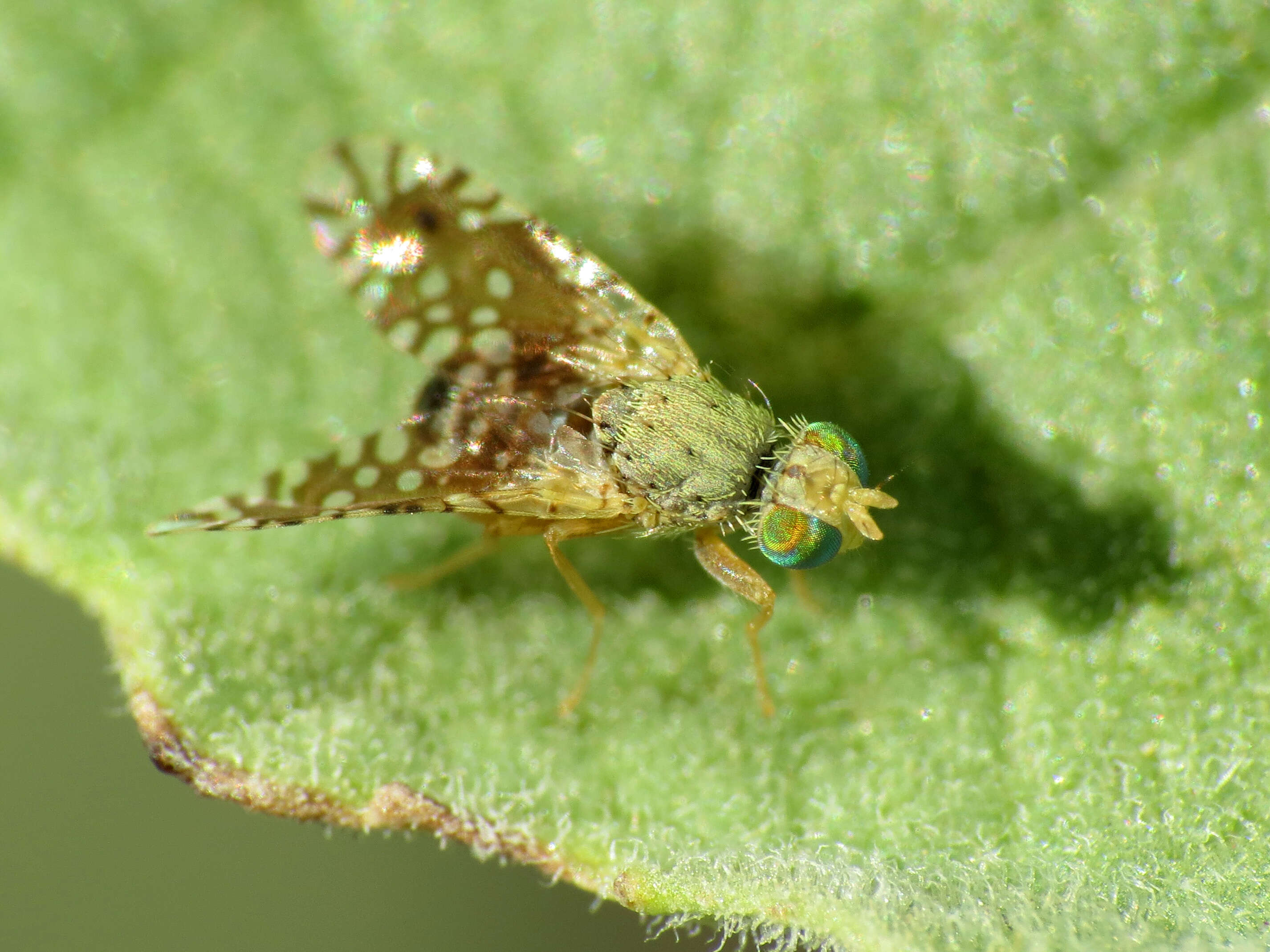 Image of Ambrosia-leaf Bursage