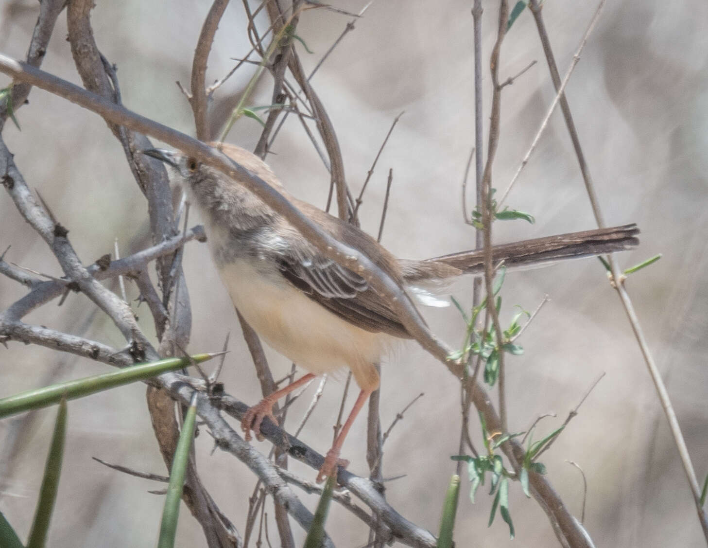 Plancia ëd Prinia rufifrons Rüppell 1840