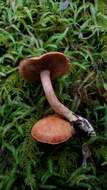 Imagem de Cortinarius rubicundulus (Rea) A. Pearson 1946