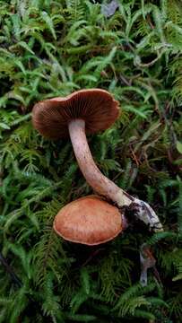 Imagem de Cortinarius rubicundulus (Rea) A. Pearson 1946