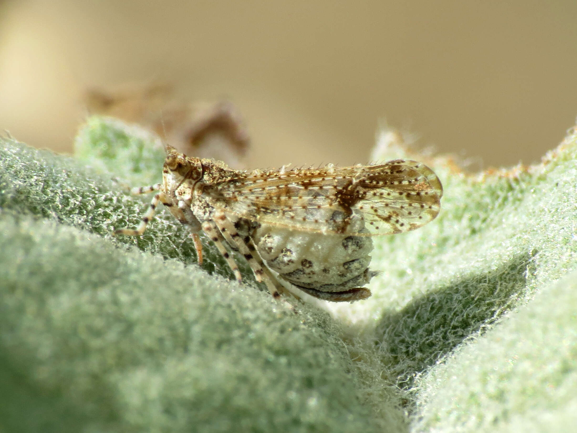 Image of Ambrosia-leaf Bursage