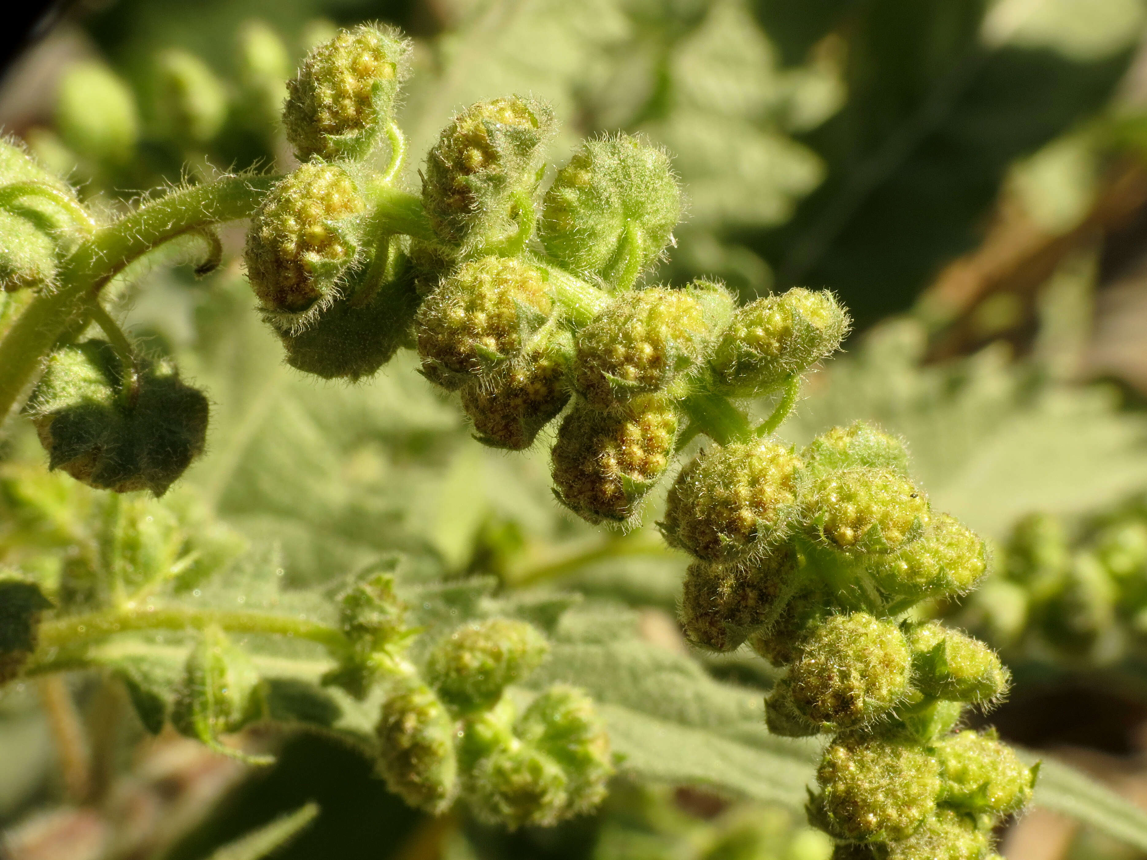 Image of Ambrosia-leaf Bursage