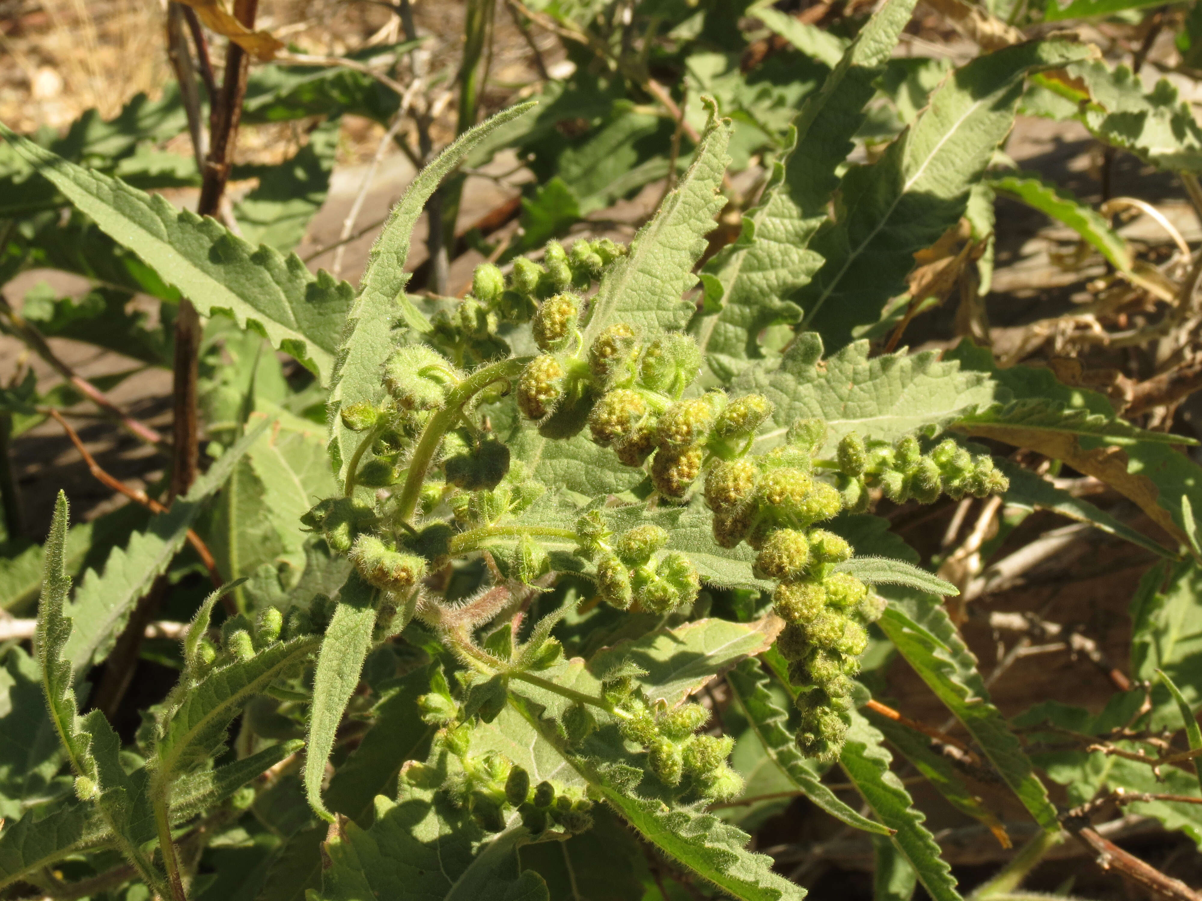 Image of ragweed