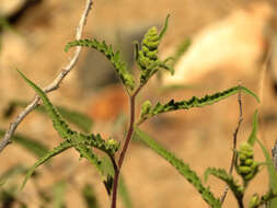 Image of Ambrosia-leaf Bursage