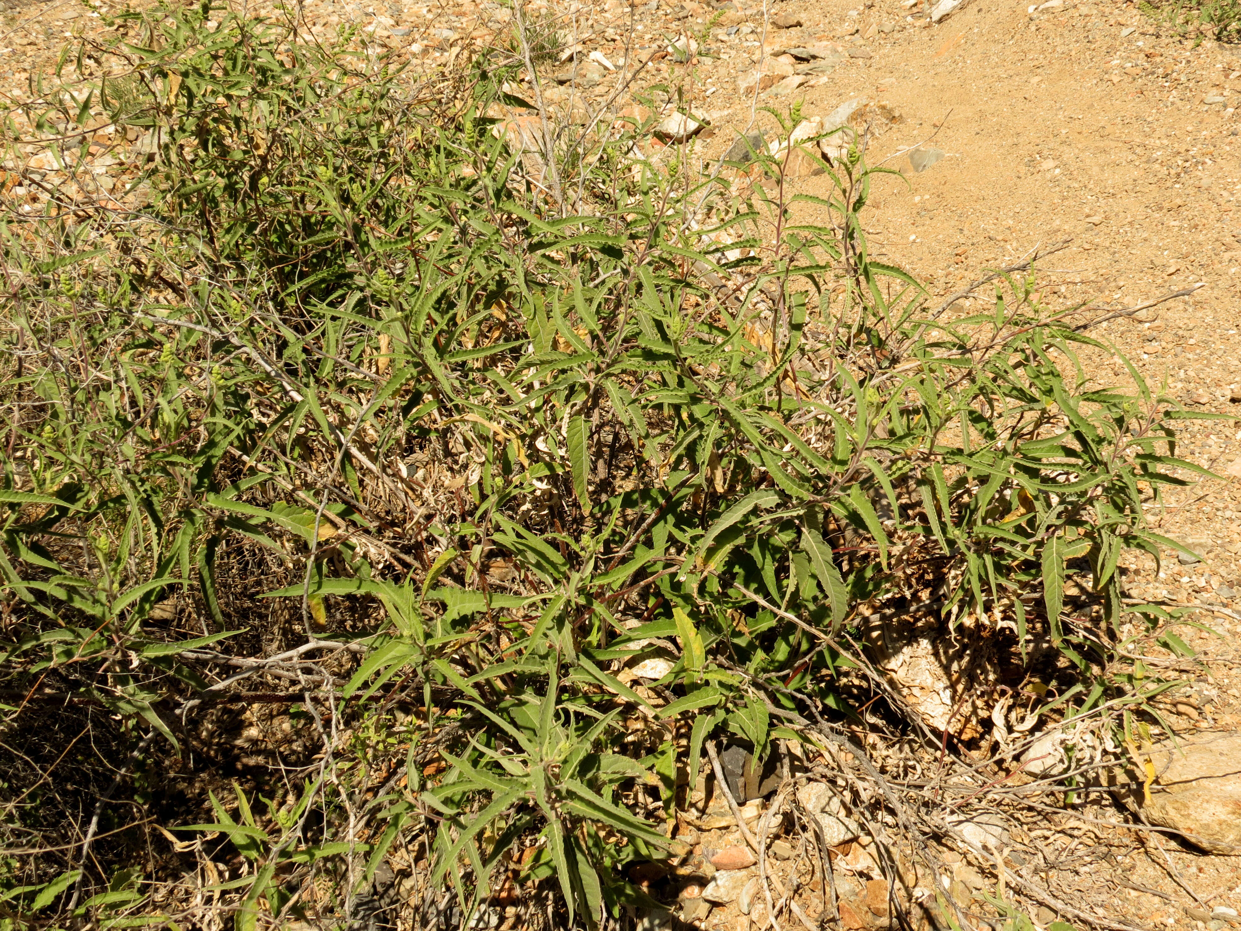 Image of Ambrosia-leaf Bursage