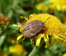 Image of sloe bug