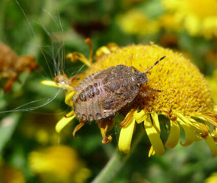 Image of sloe bug