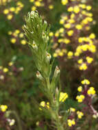 Image of attenuate Indian paintbrush