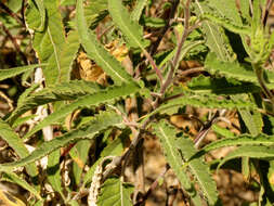 Image of Ambrosia-leaf Bursage