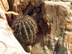 Image of saguaro