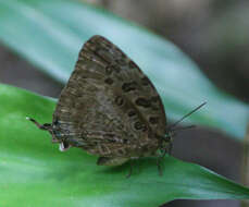 Image de Arhopala anthelus (Westwood (1852))