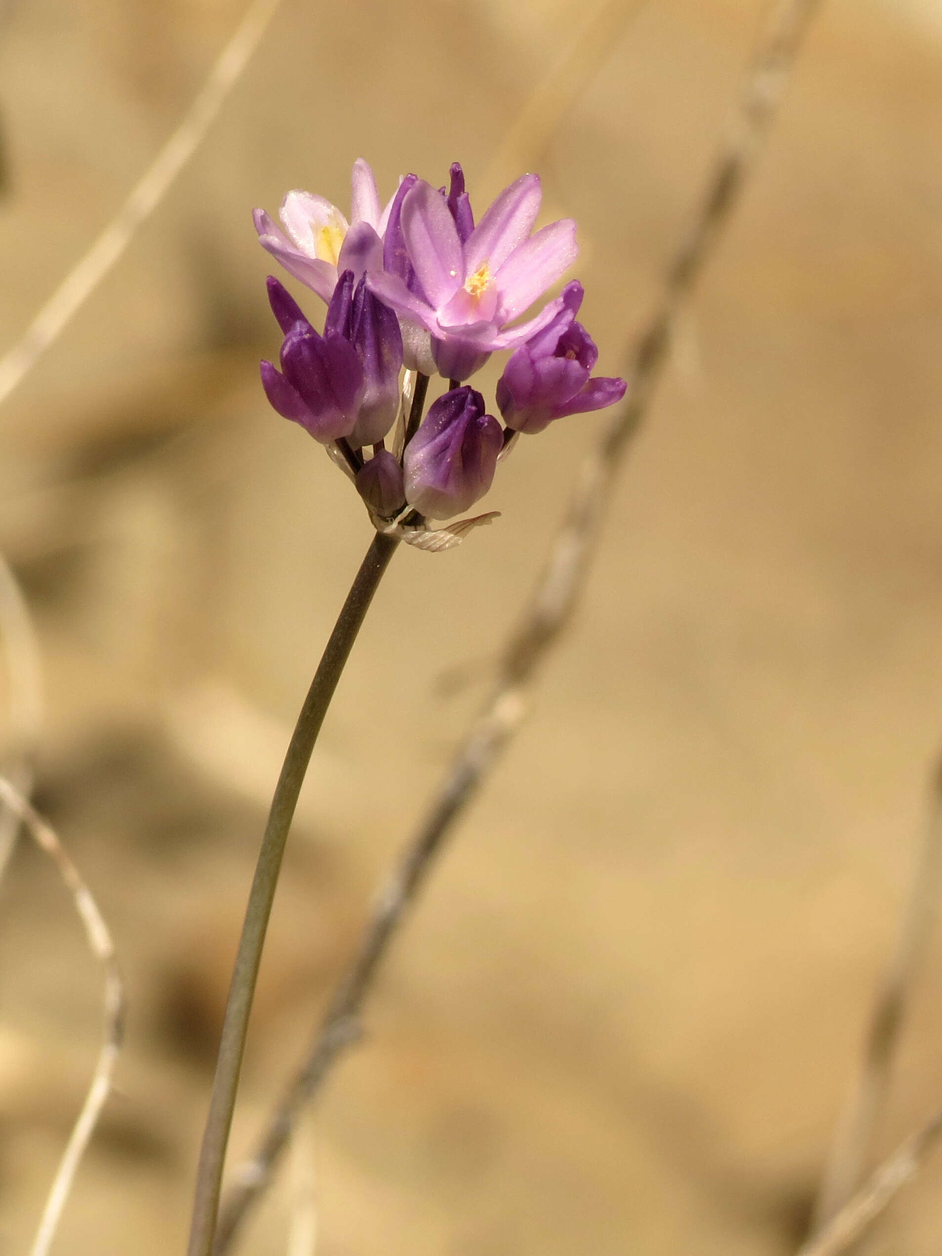 صورة Dichelostemma capitatum (Benth.) Alph. Wood