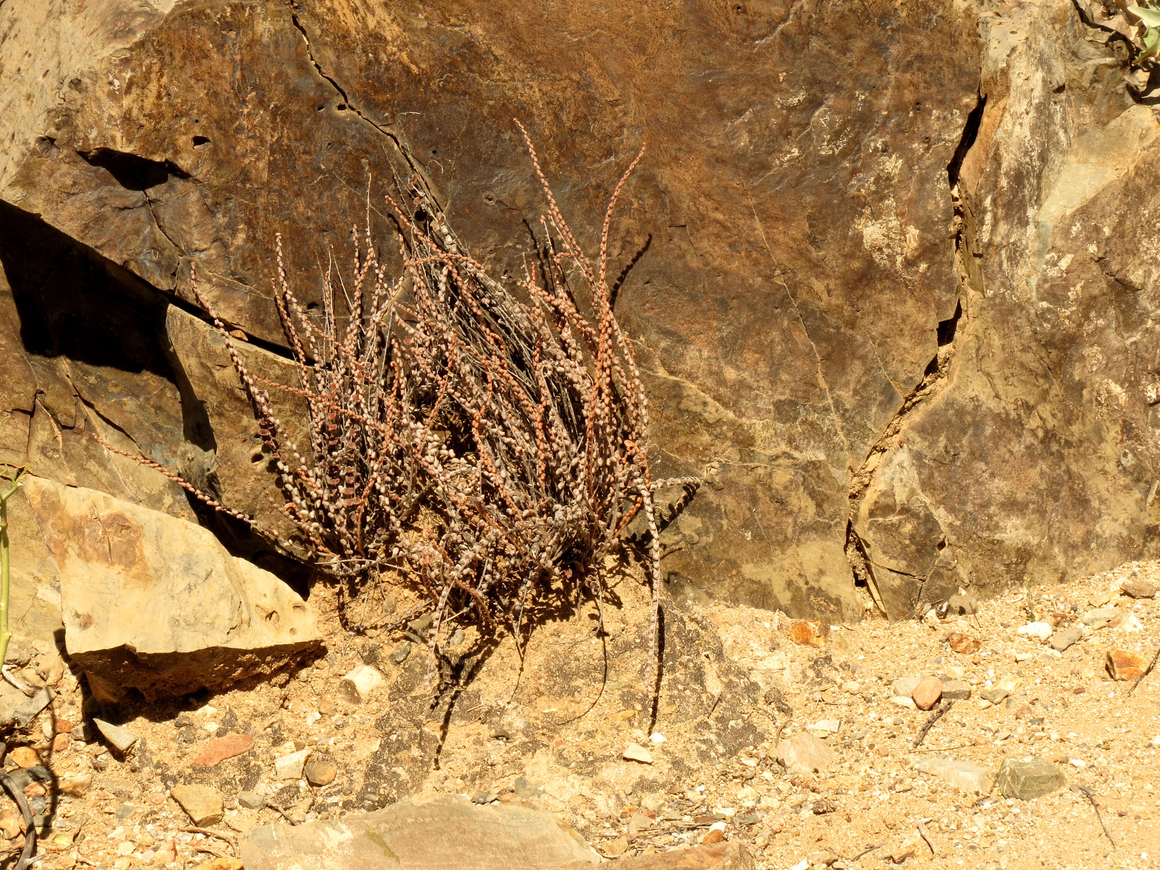 Image of Cochise scaly cloakfern