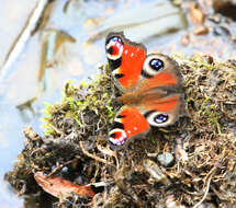 Image of Aglais io geisha (Stichel 1908)