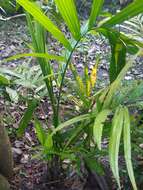 Image of betel palm