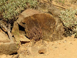 Image of Cochise scaly cloakfern