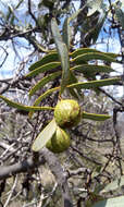 Image of Santalum spicatum (R. Br.) A. DC.