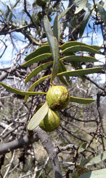 Image of Santalum spicatum (R. Br.) A. DC.