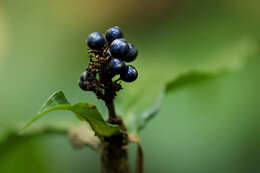 Image of marble berry