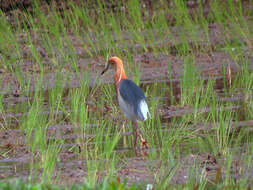 Image of Javan Pond-Heron