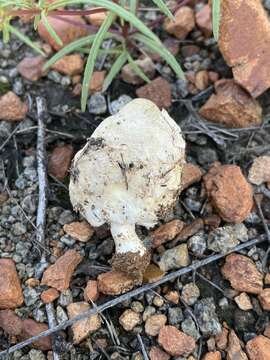 Image of Agaricus columellatus (Long) R. M. Chapm., V. S. Evenson & S. T. Bates 2016