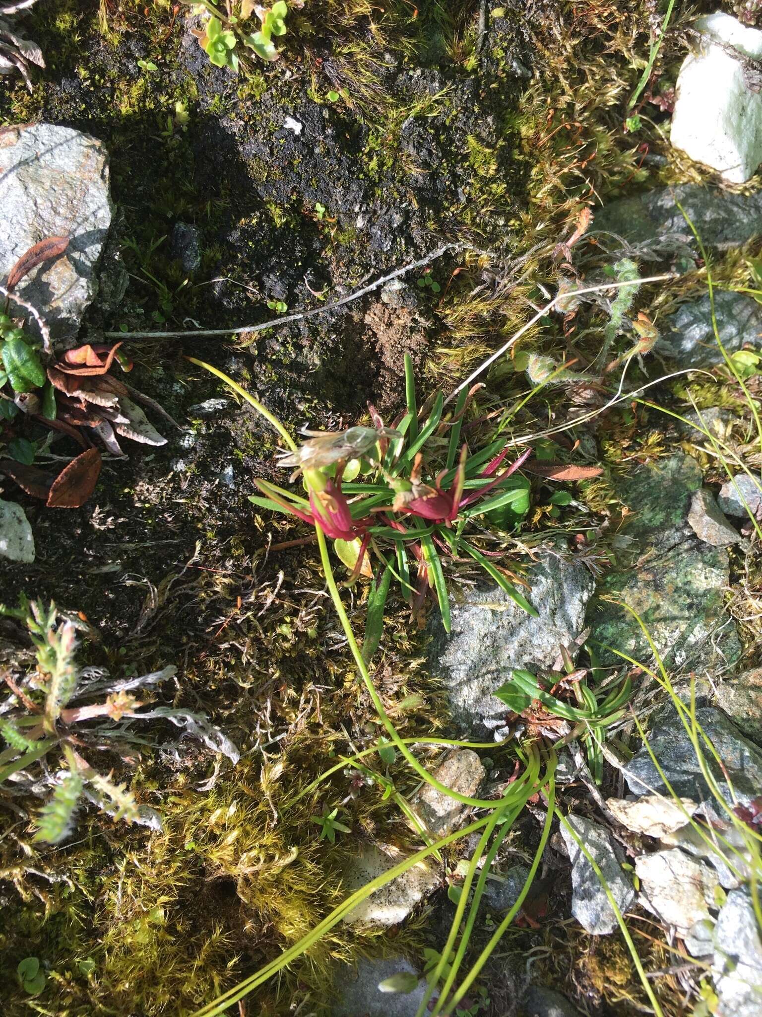 Image of Glacier Pink